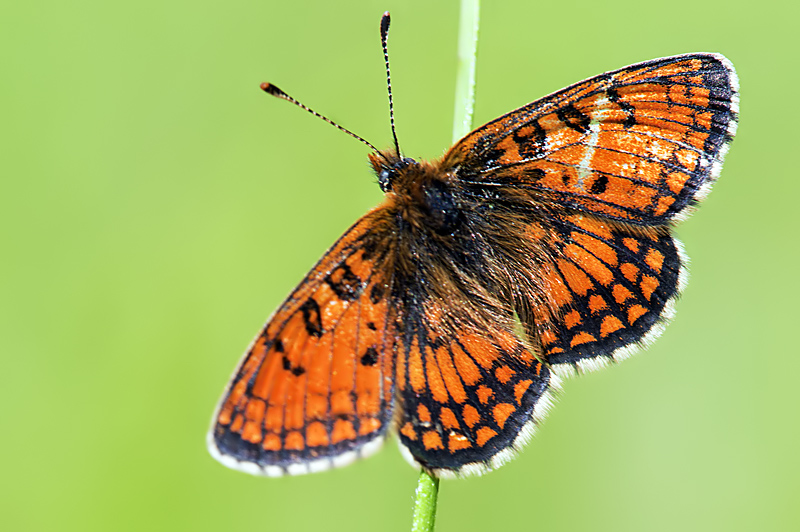 Melitaea varia? - si